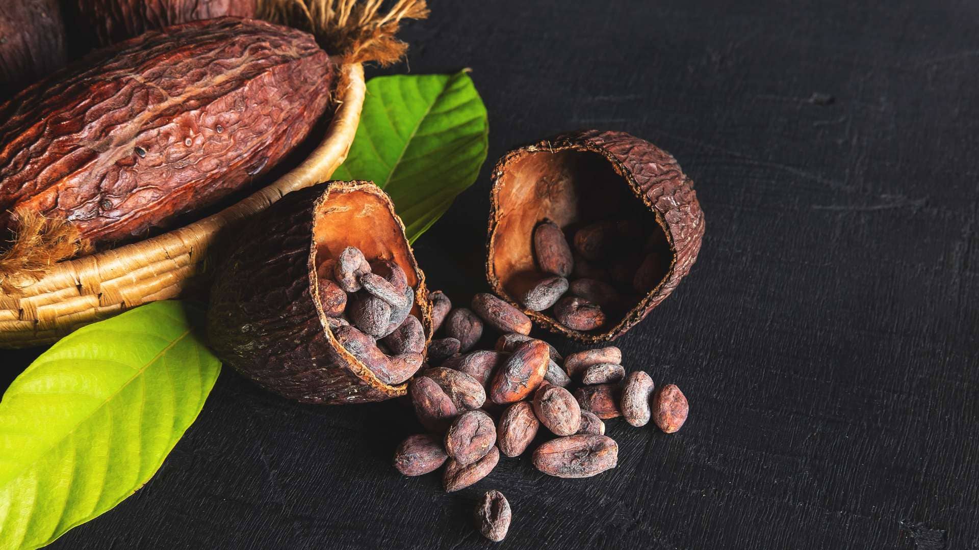 cocoa-suplier-galery