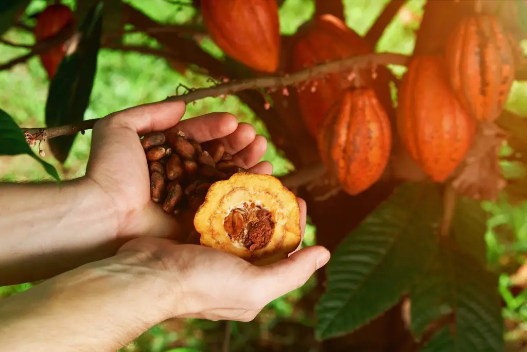 Sustainable Indonesian cocoa pods harvesting for Cocoa Prime premium ingredients production.